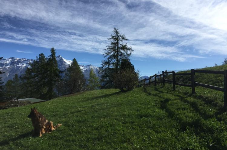 Recinzione montana con pali in castagno