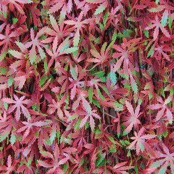 Divy X-Tens Red Acer: Siepe sintetica su traliccio in salice
