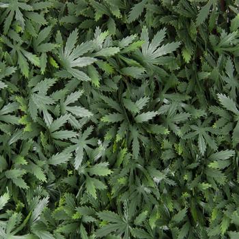 Divy X-Tens Acer Palmatum: Siepe sintetica su traliccio in salice