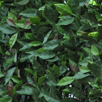 Divy 3D Panel Photinia: Siepe sintetica componibile